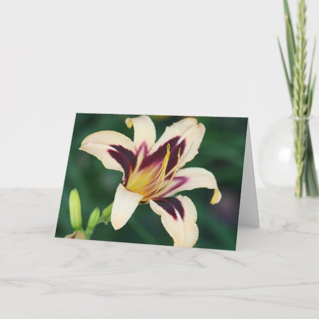Tarjeta Egipcio Queen del Daylily ' (Anverso)
