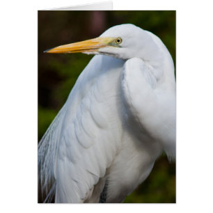 Tarjeta Egret Blanca