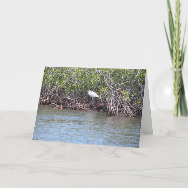 Tarjeta Egret en mangles (Anverso)