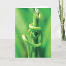 Tarjeta El abrazo de Lover, Twisted Tendril Vine, te extra