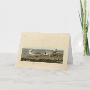 Tarjeta El amante del salto de los pájaros de América de A