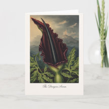 El Aro Dragón — Reinterpretación Botánica Moderna
