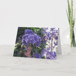 Tarjeta El blanco azul de la floración protagoniza la