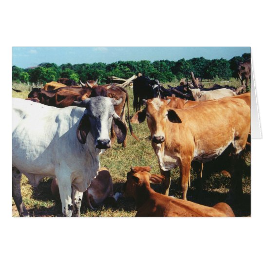 Tarjeta El blanco y las vacas de Brown se cierran para