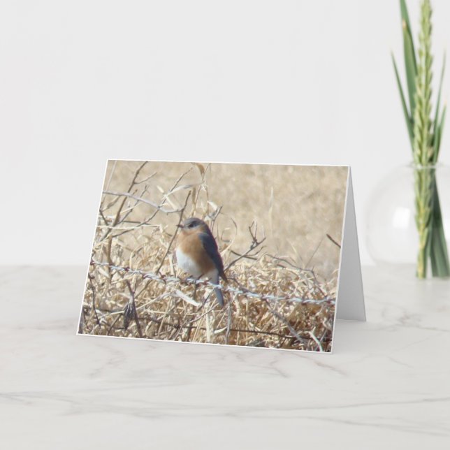 Tarjeta ¡El Bluebird y cardinal, vida es una canción la (Anverso)