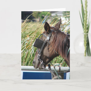 Tarjeta El caballo Amish