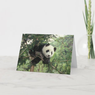 Tarjeta El cachorro de la panda gigante sube un árbol,