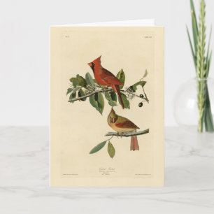 Tarjeta El cardenal Grosbeak de los pájaros de América de