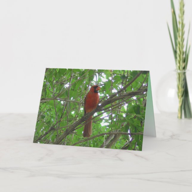Tarjeta El cardenal rojo curado en el árbol en blanco (Anverso)