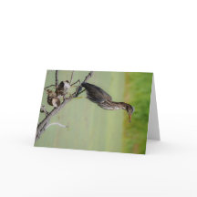 El cazador verde: Una garza verde en el reloj