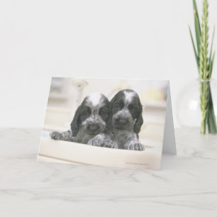Tarjeta El Cocker español inglés es una raza de perro. Es