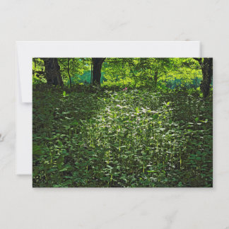 Tarjeta El crecimiento bajo luz solar. Bosque de Blackweir