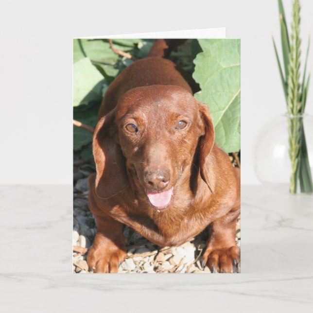 Tarjeta El Dachshund que piensa en usted carda (Anverso)