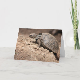 Tarjeta El desafío de la tortuga