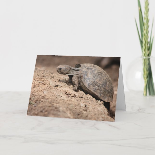 Tarjeta El desafío de la tortuga (Anverso)
