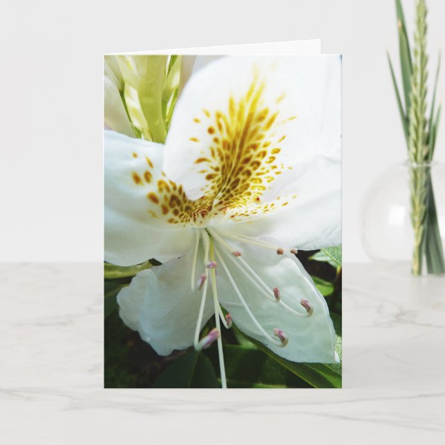 Tarjeta El día de madre Rhody (Anverso)