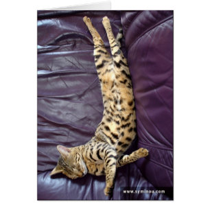 Tarjeta el dormir del gato de la sabana