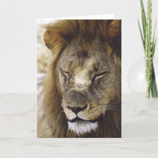 Tarjeta El dormir Simba (león) (Anverso)