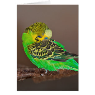 Tarjeta el dormitar Budgie