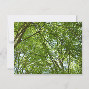 Tarjeta El dosel de la primavera deja la naturaleza verde
