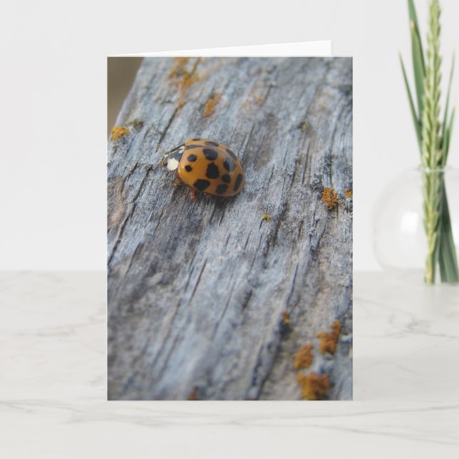 Tarjeta El escarabajo japonés en la cerca (Anverso)