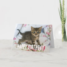 El Gatito De Tabby Cuyo Asombro Parece