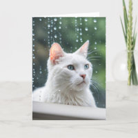 El Gato Blanco En La Ventana Lluviosa Se Hará Bien