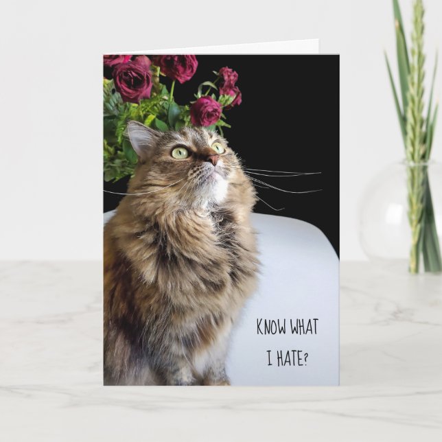 Tarjeta El gato de Maine Coon es un cumpleaños tardío (Anverso)