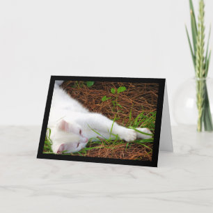 Tarjeta El gato en las agujas de pino