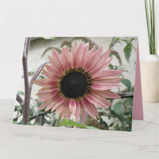 Tarjeta El girasol rosa pálido se pone bien pronto Gran Pe