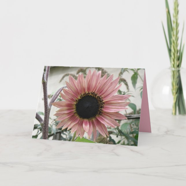 Tarjeta El girasol rosa pálido se pone bien pronto Persona (Anverso)