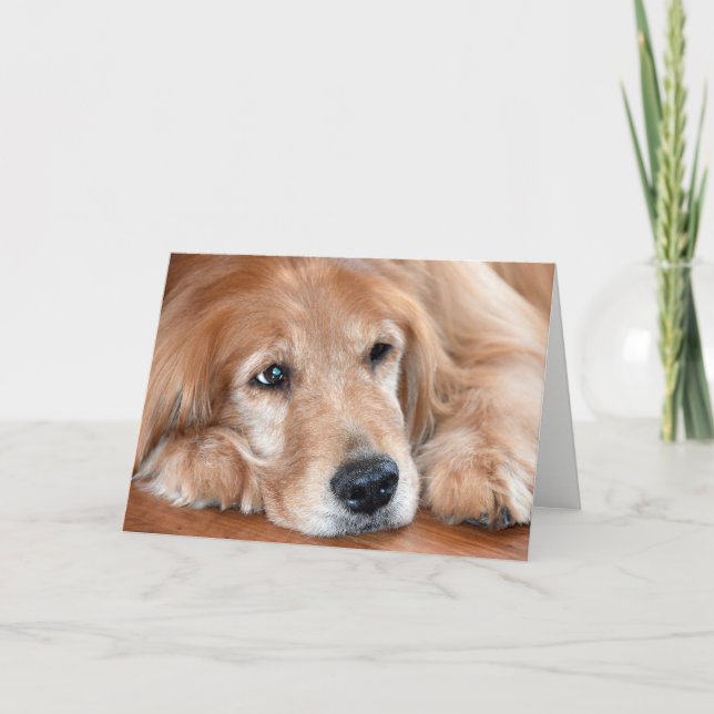 Tarjeta el golden retriever consigue bien pronto (Anverso)