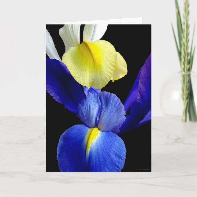 Tarjeta El iris azul y amarillo florece 4b (Anverso)