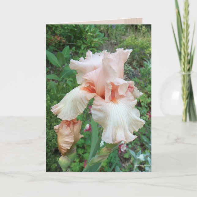 Tarjeta El iris de Shirley (Anverso)