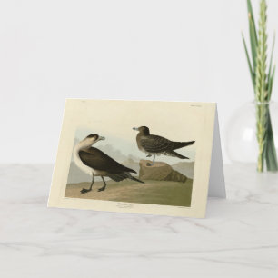 Tarjeta El jager de Richardson de los pájaros de los Estad