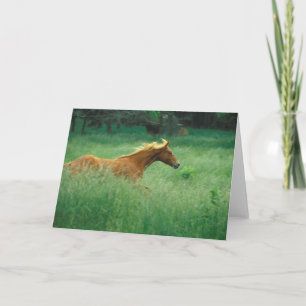 Tarjeta El joven Stallion corre por el prado