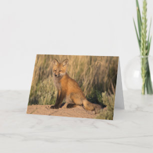 Tarjeta El joven zorro rojo en la hora de oro