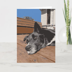 Tarjeta El Laboratorio Serio de Perro Husky con el negro y