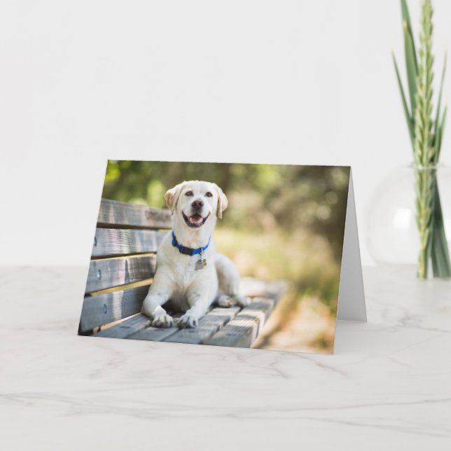 Tarjeta El Labrador Amarillo Está En El Banco (Anverso)