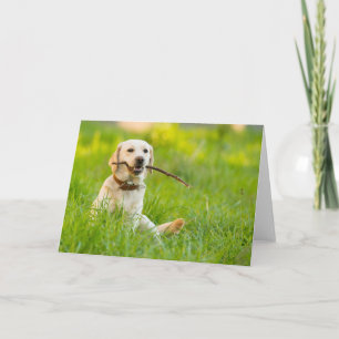 Tarjeta El Labrador Amarillo Juega A La Búsqueda Con Palo
