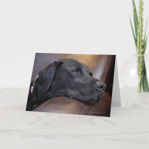 Tarjeta El labrador negro durmiendo en el sofá, de cerca