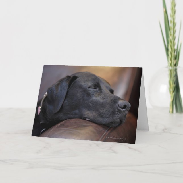 Tarjeta El labrador negro durmiendo en el sofá, de cerca (Anverso)