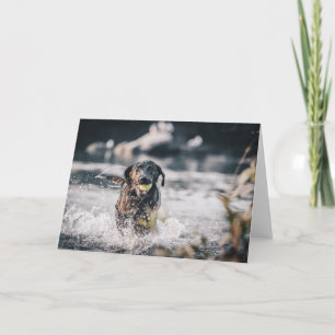 Tarjeta El Labrador Negro Juega A La Obra En El Agua