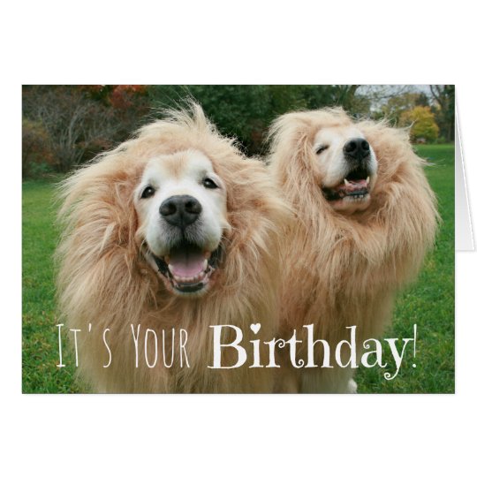 Tarjeta El león divertido del golden retriever persigue