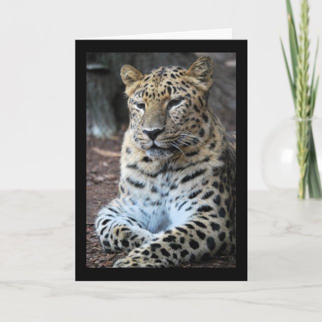 Tarjeta El magnífico leopardo (Anverso)