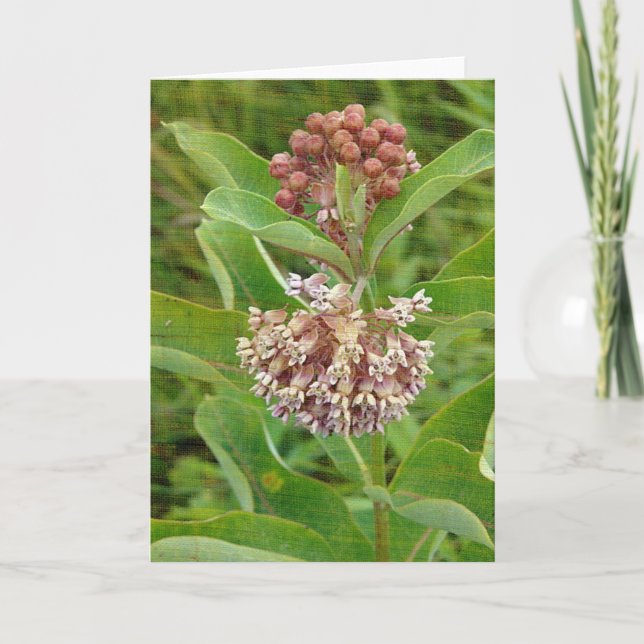 Tarjeta El Milkweed es bonito (Anverso)
