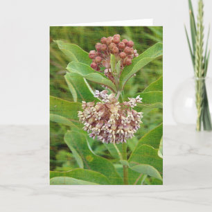 Tarjeta El Milkweed es bonito
