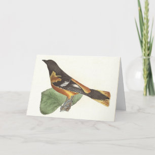 Tarjeta El Oriole de Oro o Baltimore (Icterus galbula)