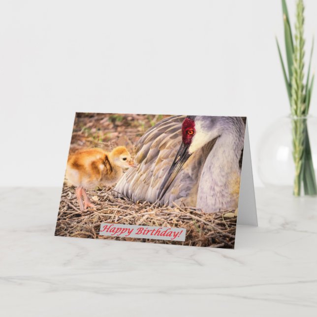 Tarjeta El pájaro de bebé de Sandhill quiere la atención (Anverso)