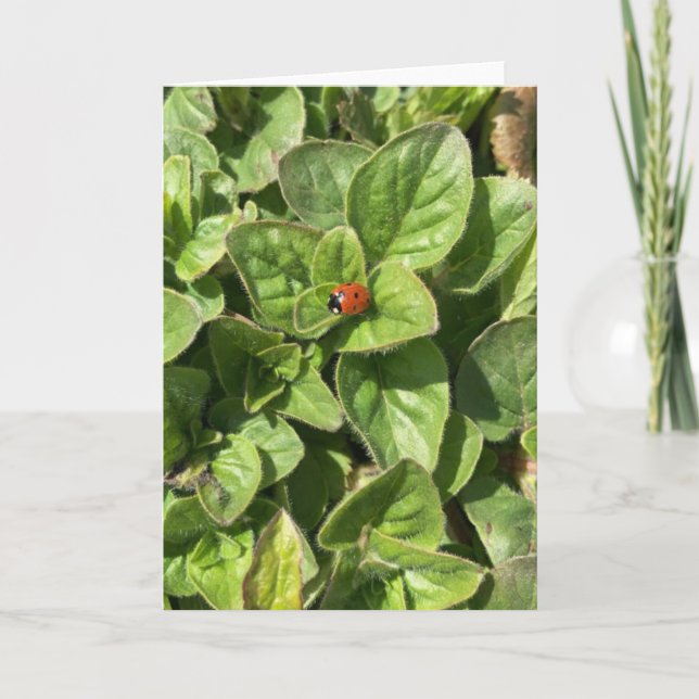 Tarjeta El pájaro de los páramos en la carta del parque (Anverso)